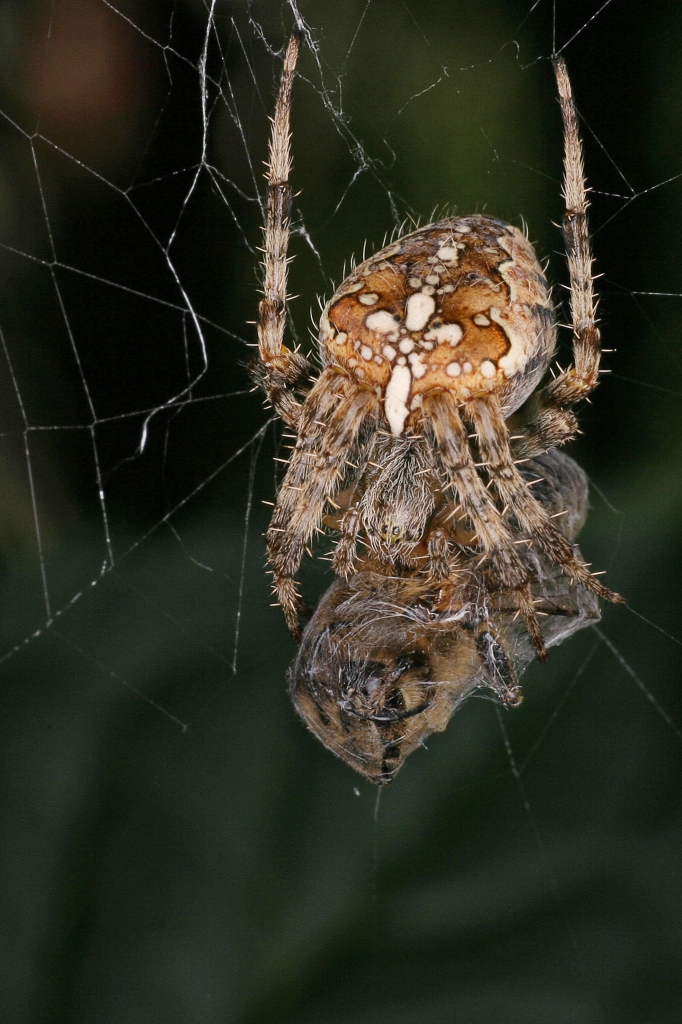 Vierfleck-Kreuzspinne mit Beute.jpg - Vierfleck-Kreuzspinne mit Beute